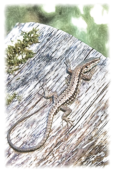 lézard