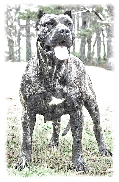 Mastiff