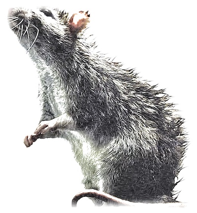 Rat