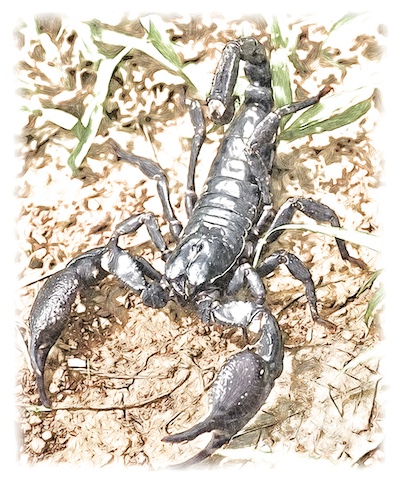 Scorpion