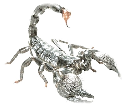 Scorpion géant