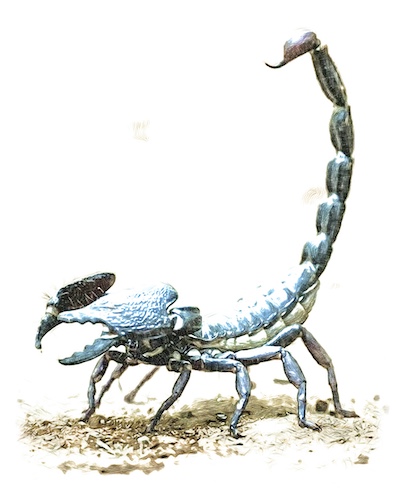 Scorpion stygien